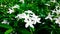 Close-up white gardenia jasminoides flower