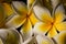 Close up white gentle frangapani plumeria flowers after rain on the black background.2