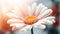 Close up of white gerbera daisy flower, shallow depth of field