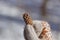 Close up of white gloved hand holding one pine cone in winter. Winter decoration.