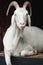 Close-up of a white goat featuring long, curved horns protruding from its head