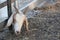 Close-up of a white goat in a goat farm in Thailand raised in a closed system.