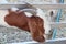 Close-up of a white goat in a goat farm in Thailand raised in a closed system.