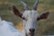 Close-up of a white goat in a goat farm in Thailand raised in a closed system.