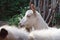 Close-up of a white goats head that is chewing hay in a stall, selective focus
