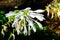 Close-up White Grandiflora `Hosta Plantaginea` flower in a spring season at a botanical garden.