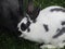 Close up white and gray bunny rabbits at petting zoo