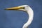 Close up of white Great Egret profile on blue water background