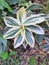 Close-up of a white and green leaf of the Costus Variegata plant, isolated in a garden.