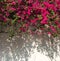 Close up of white grunge wall with beautiful Bougainvillea flowers.