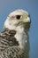 Close-up of white gyrfalcon against blue sky