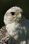 Close-up of white gyrfalcon head and breast