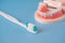 Close up white handle toothbrush and plastic human teeth model placed on a blue background. Dental examination concept. Regular