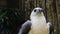 Close-up of a white hawk sitting in the Yogkarta zoo