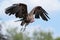 Close up of a White Headed Vulture