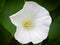 Close up of a white Hedge Bindweed wildflower