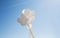 Close up of white helium balloons in blue sky