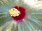 Close up of white hibiscus flower