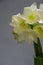 Close up white hippeastrum flowers in vase isolate on a light gray background, greeting card or concept