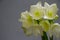 Close up white hippeastrum flowers in vase isolate on a light gray background, greeting card or concept