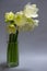 Close up white hippeastrum flowers in vase isolate on a light gray background, greeting card or concept