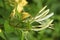 Close-up of white honeysuckle flowering