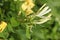 Close-up of white honeysuckle flowering
