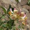 Close-up of white honeysuckle flowering