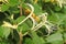 Close-up of white honeysuckle flowering