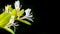 Close up of White Honeysuckle Lonicera caprifolium flowers; dark background