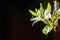Close up of White Honeysuckle Lonicera caprifolium flowers; dark background