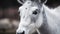 a close up of a white horse with a black background and a blurry image of the horse\\\'s head and neck is shown