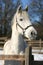 Close-up of a white horse in paddock