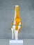 Close-up white human anatomy model of knee, knee-joint, patella and leg tendons on shelf on grey background.