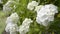 Close up white hydrangea