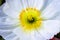 Close up of a white Iceland poppy