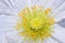 Close up of a white Iceland poppy (Scientific name papaver nudicaule)