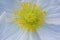 Close up of a white Iceland poppy (Scientific name papaver nudicaule)