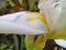 Close-up of a white iris, also known as the Florentine lily & Iris florentina& 