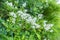 Close-up white ivory flowers Japanese PRIVET, ligustrum ovalifolium