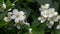 Close up white jasmine flowers in bloom