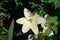 A close up of white lilies of the `Apollo` variety, growing in the garden