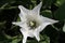 A close up of a white lily with blue highlights