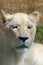 Close up of a White Lion