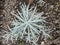 Close up White little edelweiss plant.