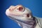 Close-up of a white lizard on blue background,  Studio shot