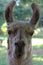 Close up of a White LLama Face Lama glama