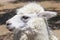 Close-up of white llama staring away