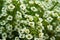 A close-up of the white lobularia flowers in the backyard. Dewdrops can be seen on the green leaves. Selective focus.