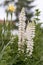 close-up on a white lupin flower